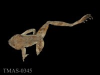 藏品(太田樹蛙)的圖片